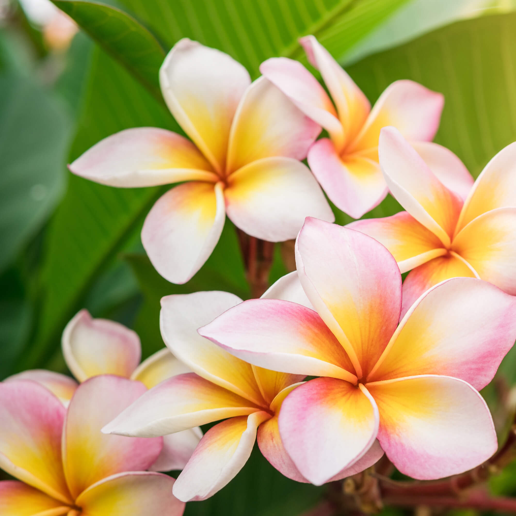 Islands Hospice Care