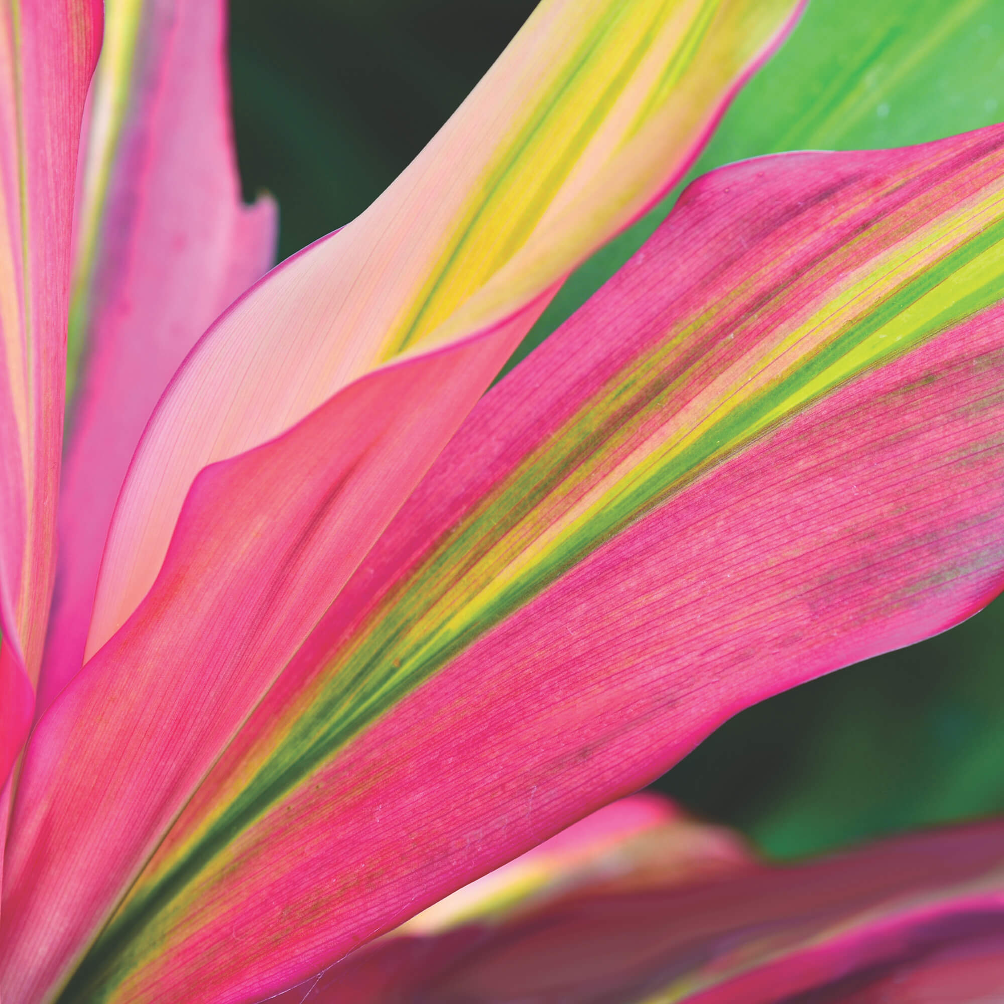 Islands Hospice Care